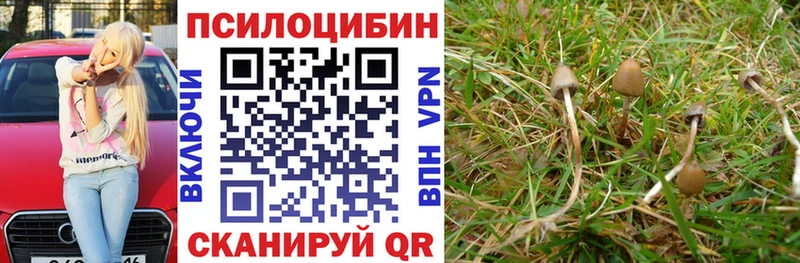 закладка  Грайворон  Псилоцибиновые грибы Psilocybe 